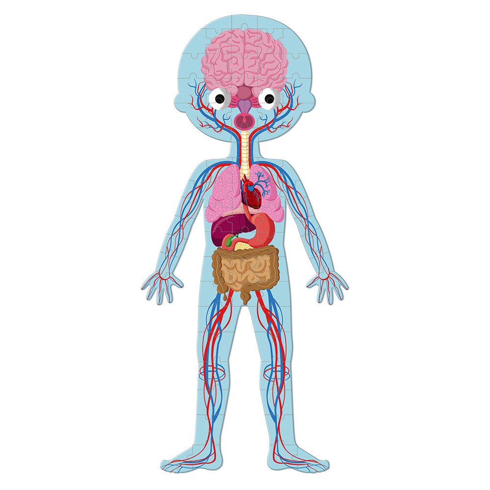 PUZLE EDUCATIVO CUERPO HUMANO - Imagen 10